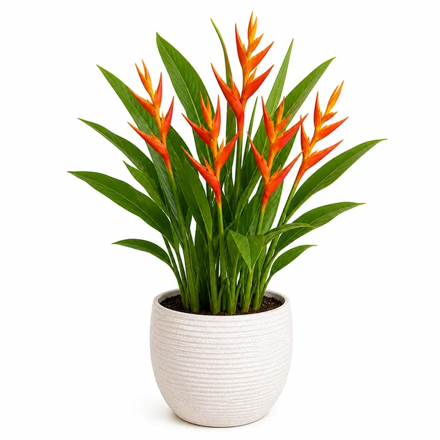 Heliconia