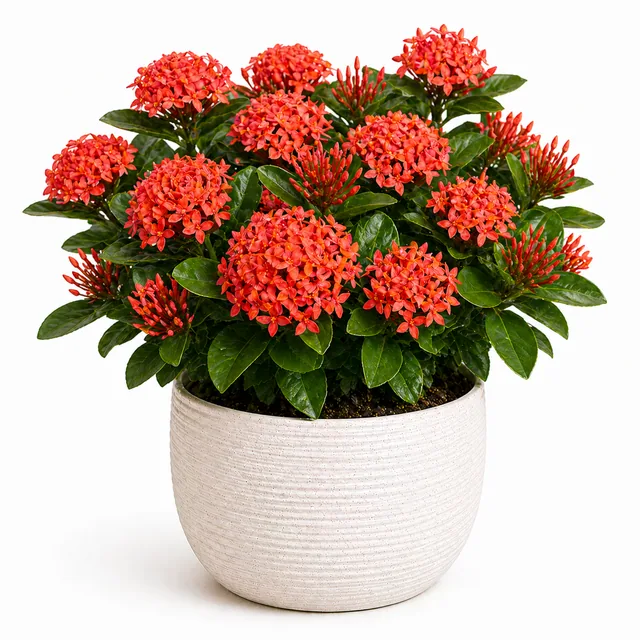 Ixora Jungle Geranium