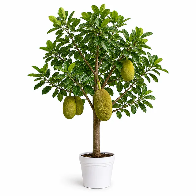 Jackfruit