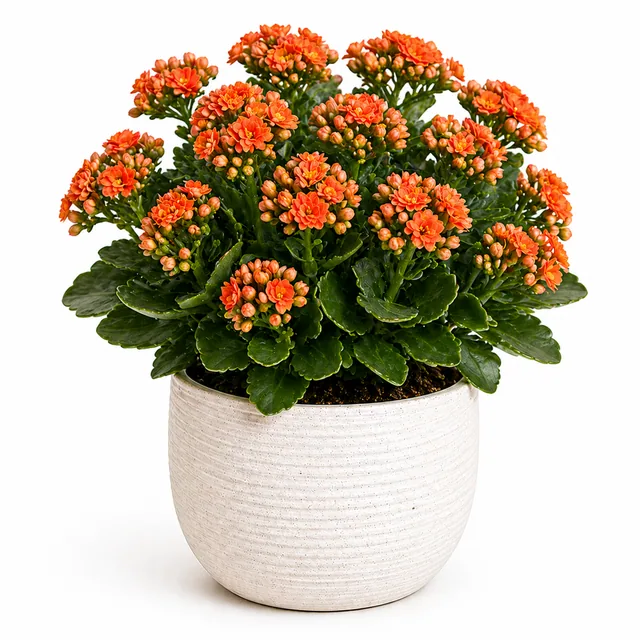 Kalanchoe