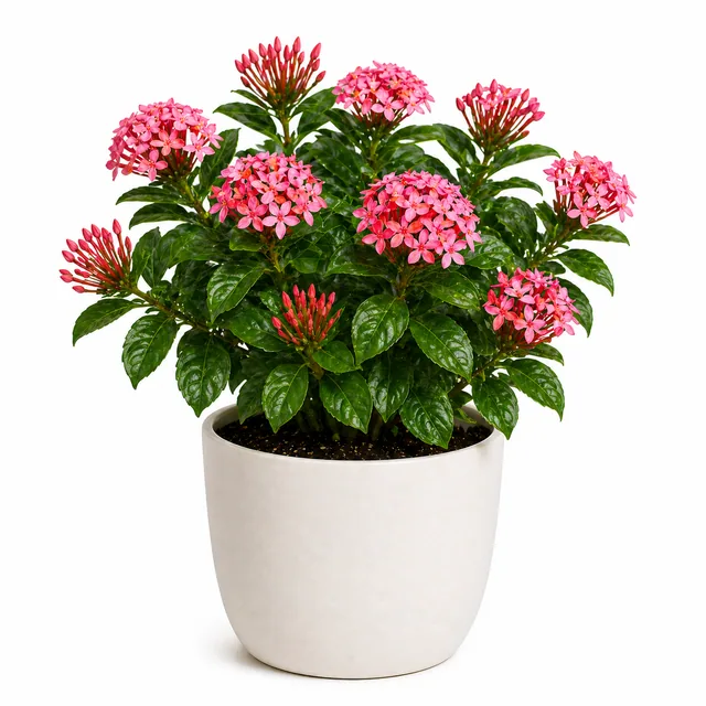 Lantana
