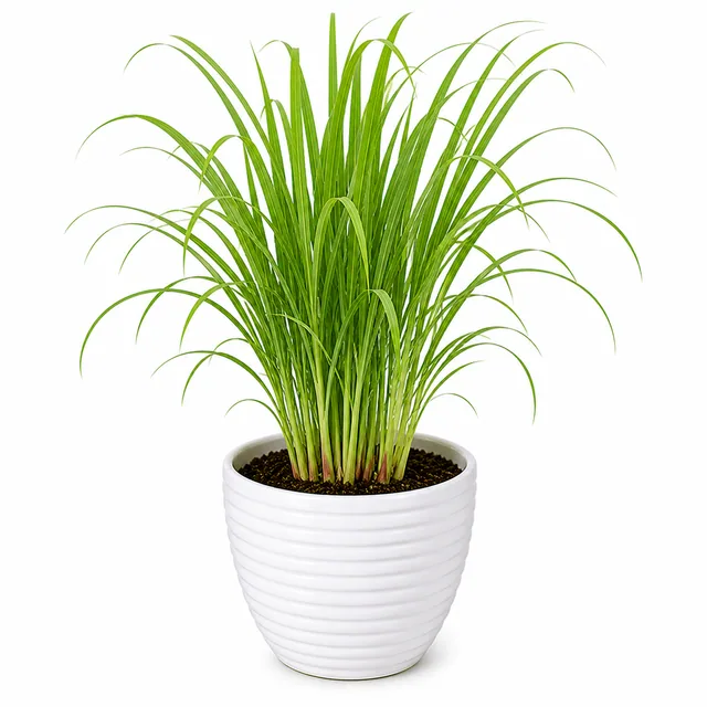 Lemongrass