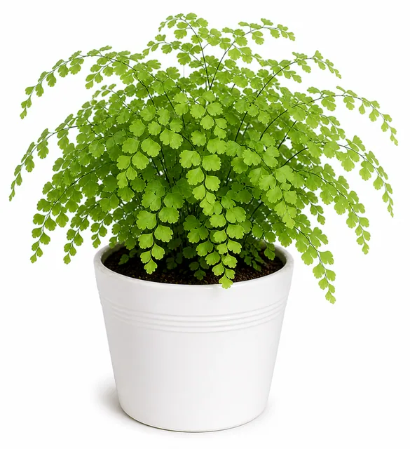 Maidenhair Fern