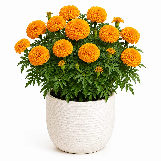 Marigold