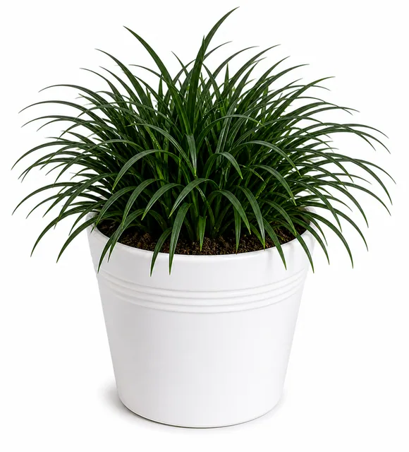 Mondo Grass