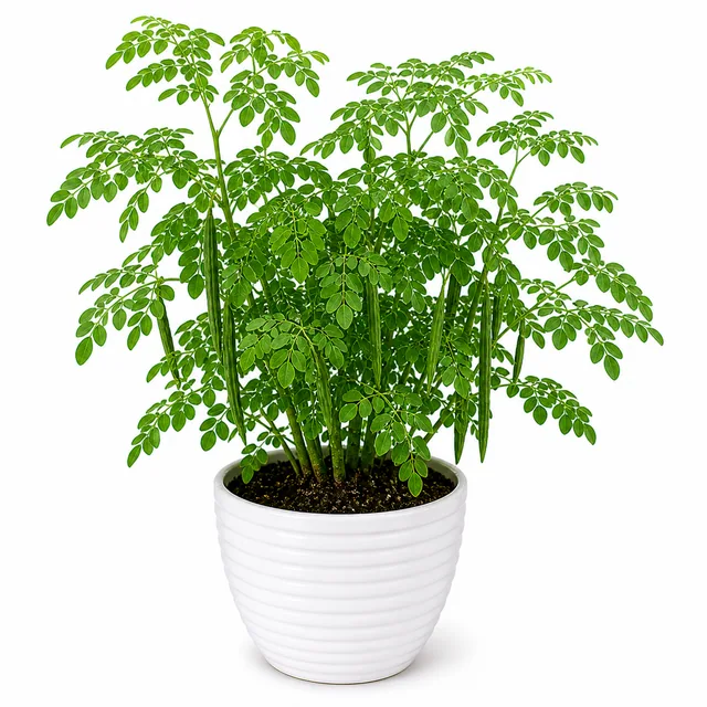 Moringa Drumstick