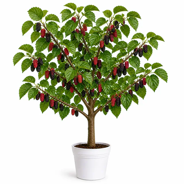 Mulberry