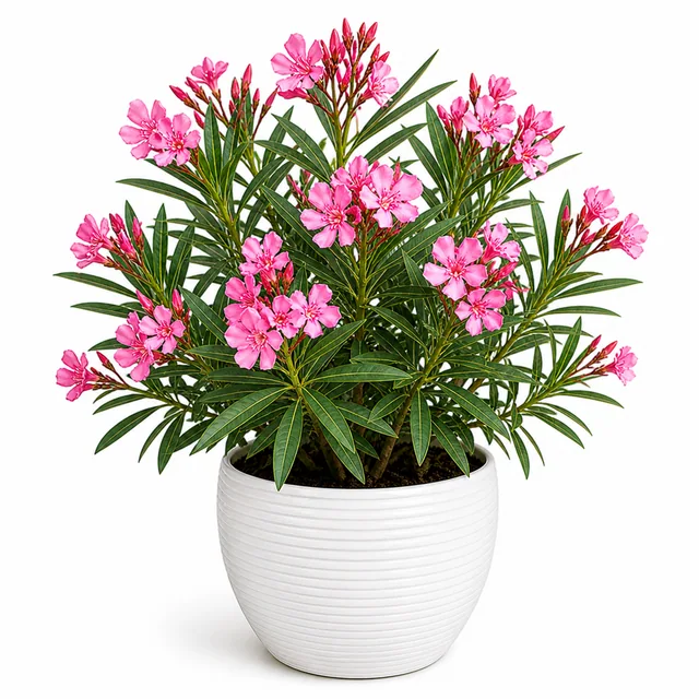 Oleander Kaner