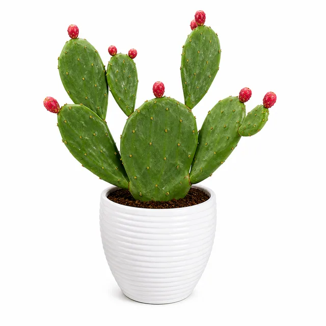 Opuntia Prickly Pear