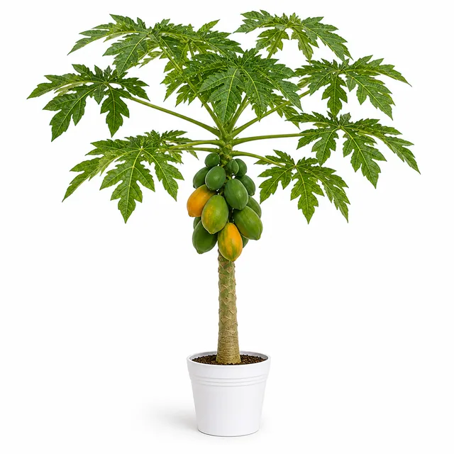 Papaya