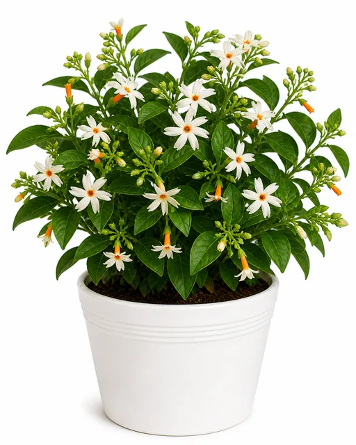 Parijata Harsingar