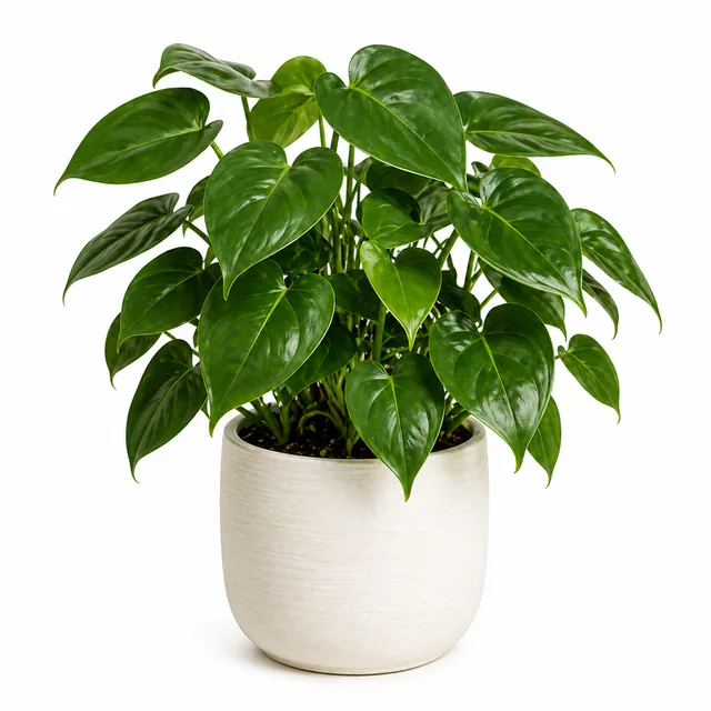 Philodendron