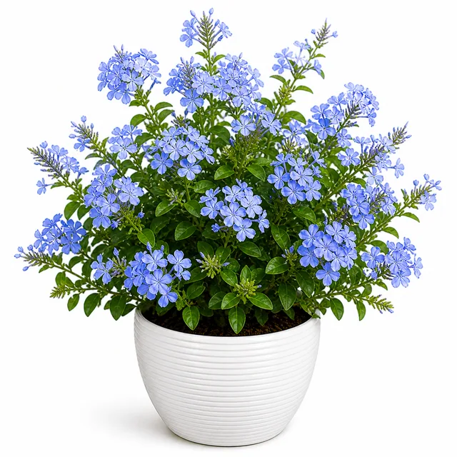 Plumbago Chitrak