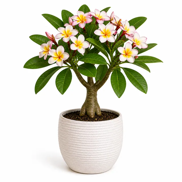Plumeria Frangipani