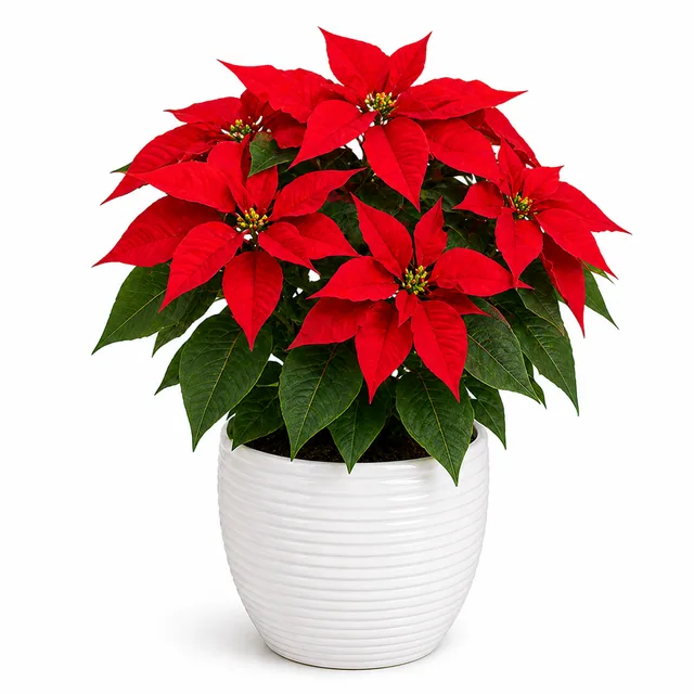 Poinsettia