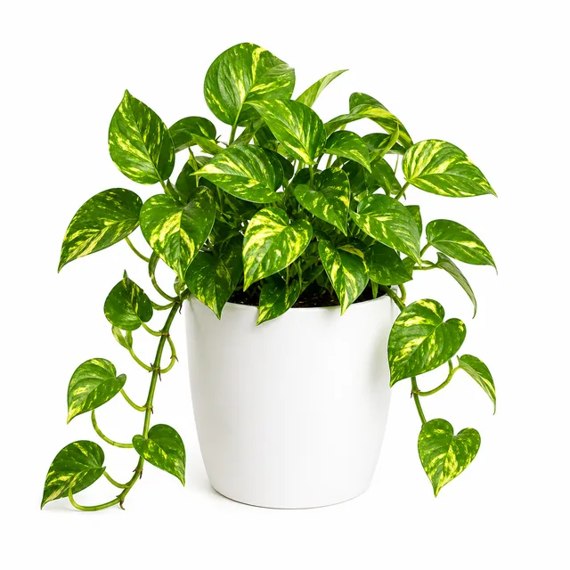 Pothos Devils Ivy