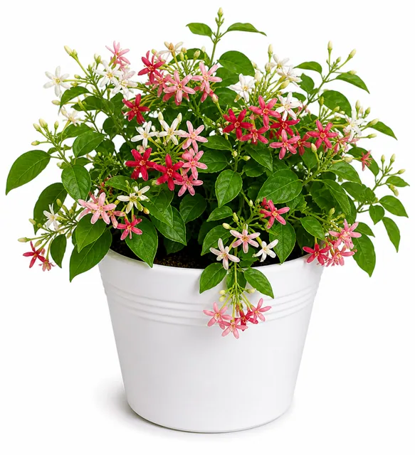 Rangoon Creeper