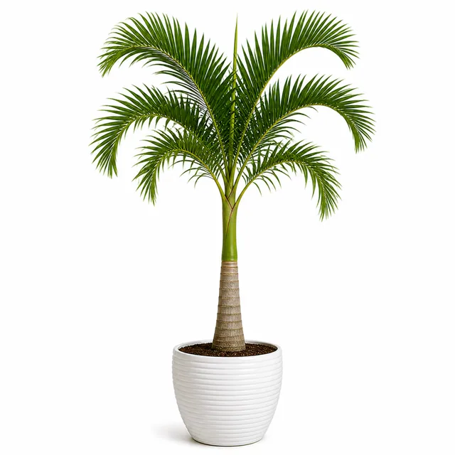Royal Palm