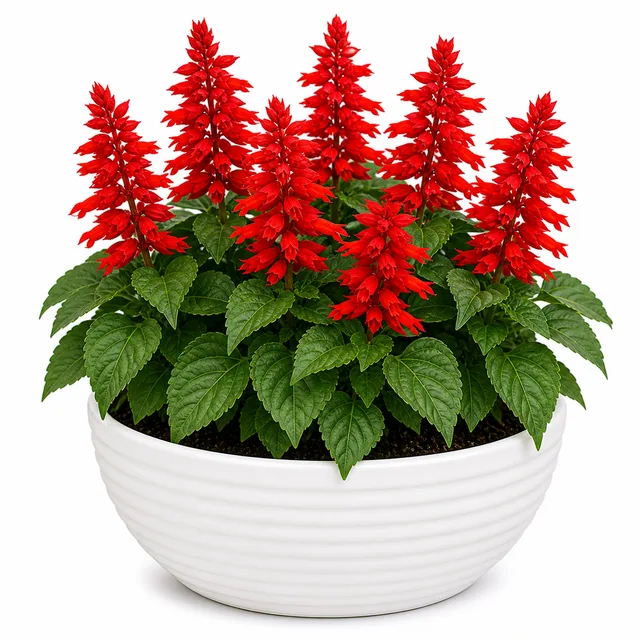 Salvia