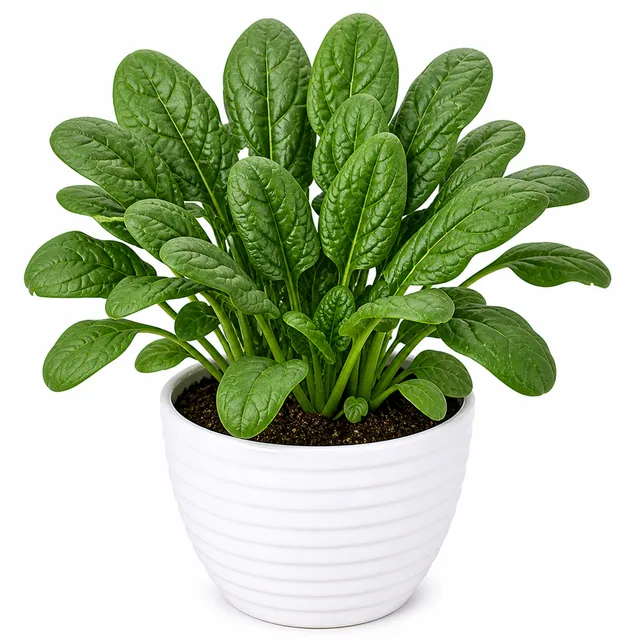 Spinach Palak