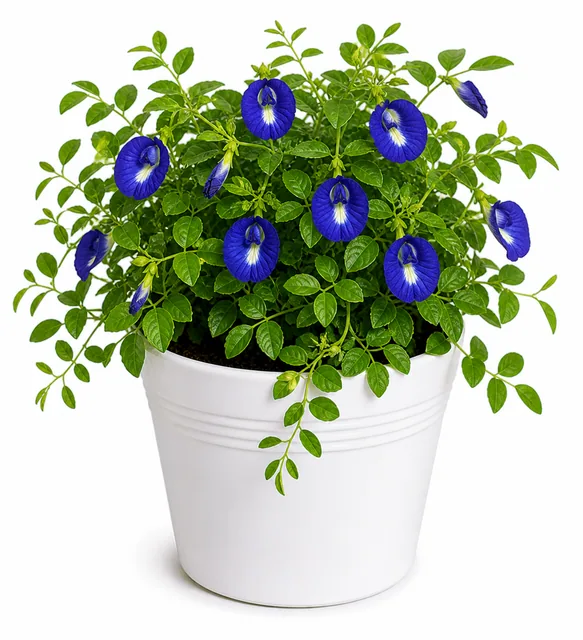 Star Jasmine