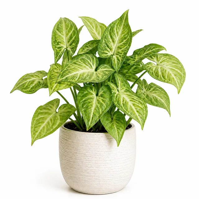 Syngonium Arrowhead Plant