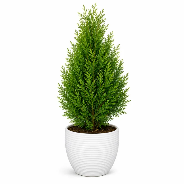 Thuja Morpankhi