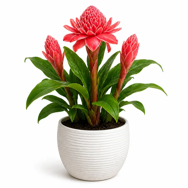 Torch Ginger