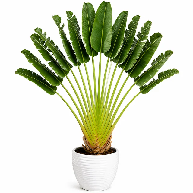 Traveller'S Palm