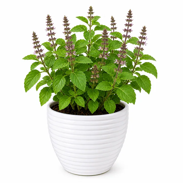 Tulsi Holy Basil