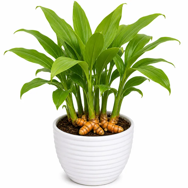 Turmeric