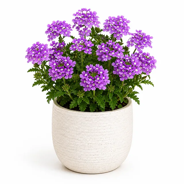 Verbena