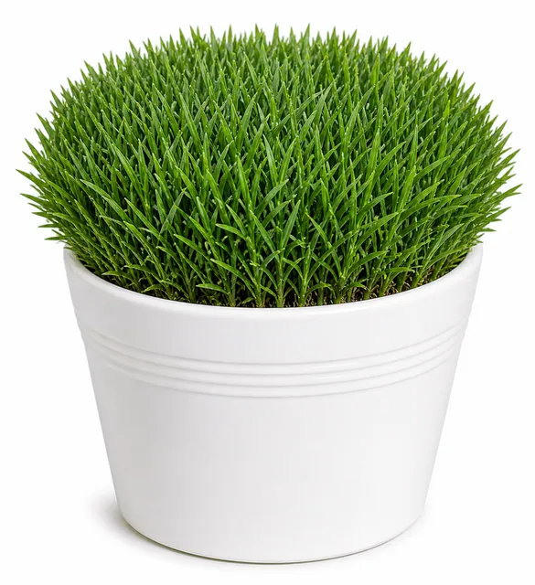 Zoysia Grass