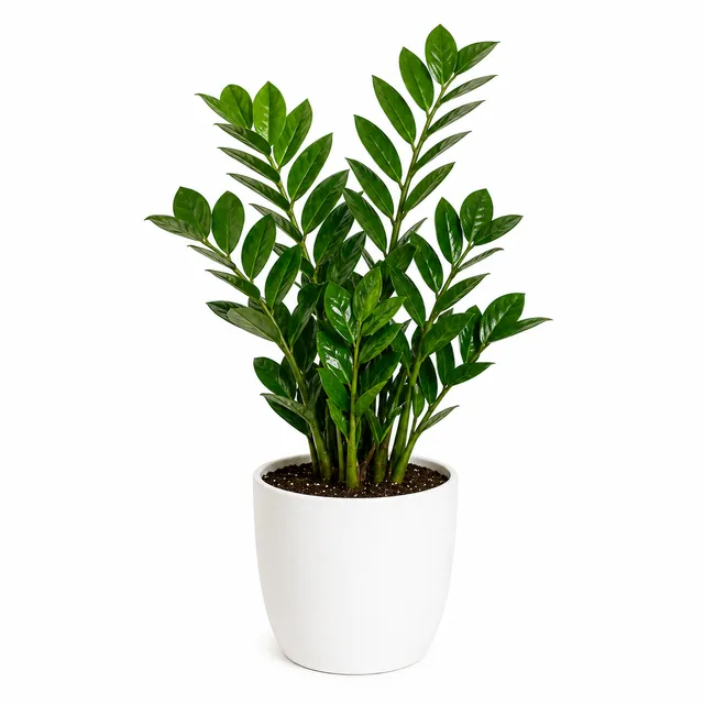 ZZ Plant